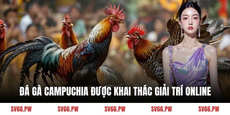Đá gà Campuchia được khai thác giải trí online