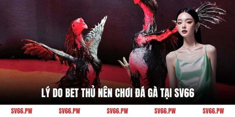Lý do bet thủ nên chơi đá gà tại SV66