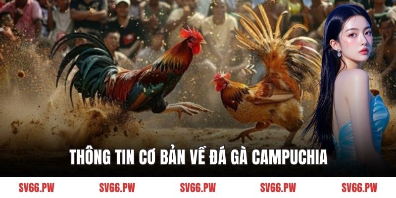 Thông tin cơ bản về đá gà Campuchia
